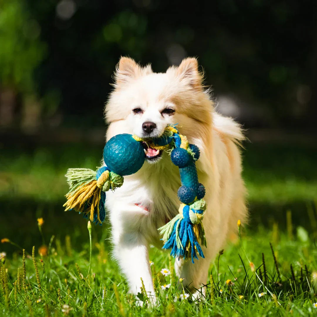 Pets & Companions
